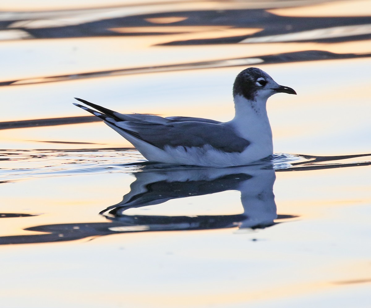 Franklin's Gull - ML625266198