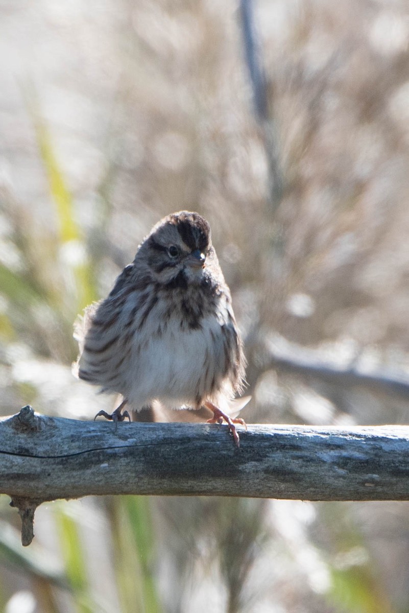 Song Sparrow - ML625266212