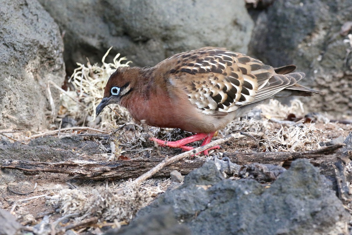 Galapagos Dove - Sandy Vorpahl