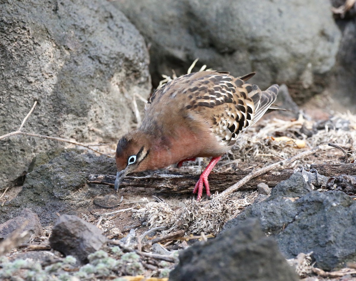 Galapagos Kumrusu - ML625266219