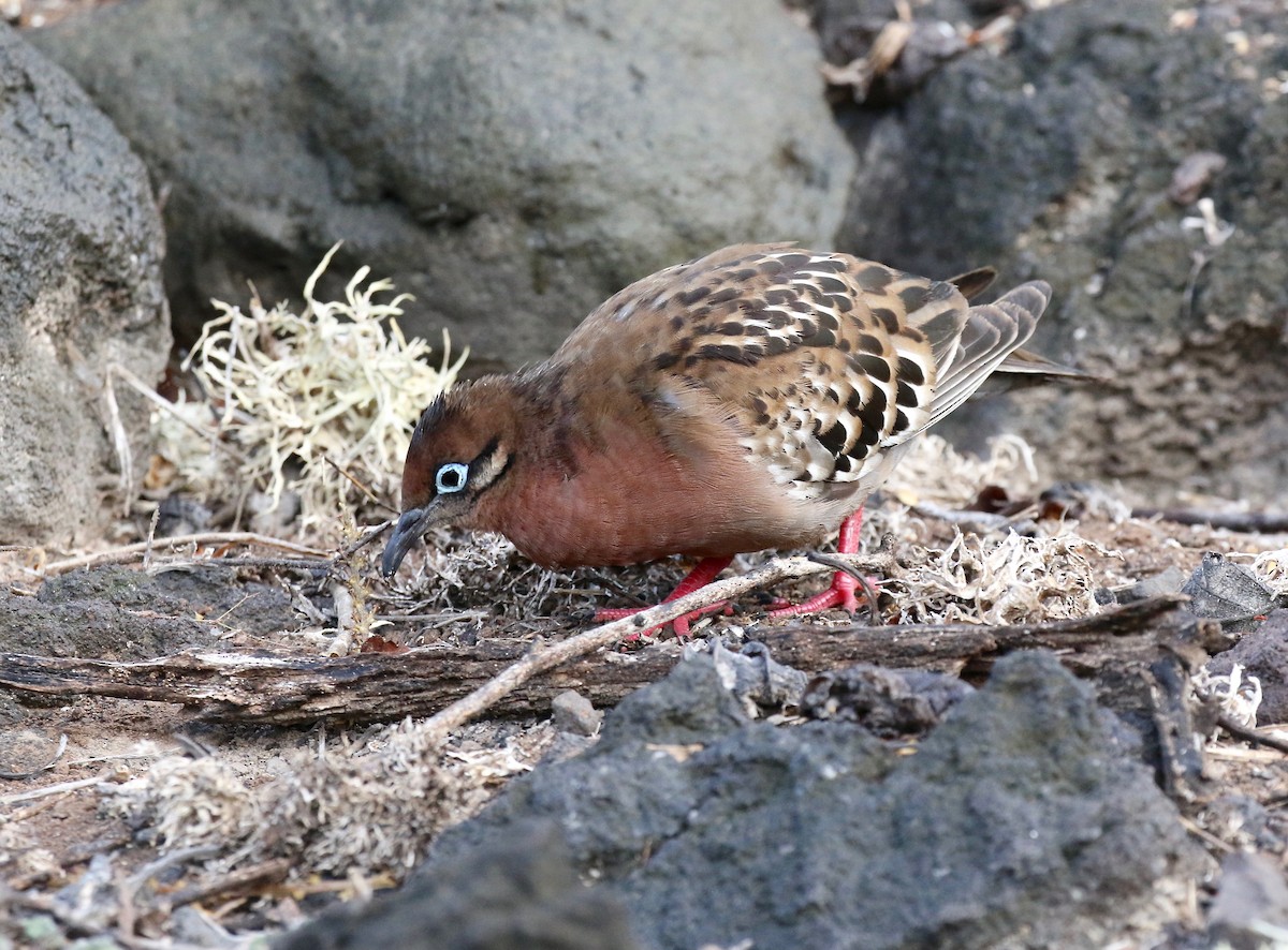 Galapagos Kumrusu - ML625266220