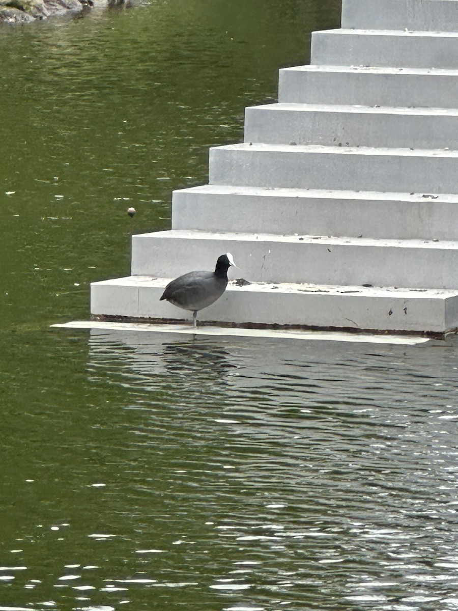 lyska černá - ML625266221