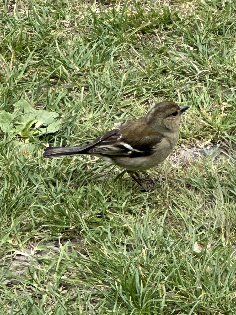 pěnkava obecná - ML625266226