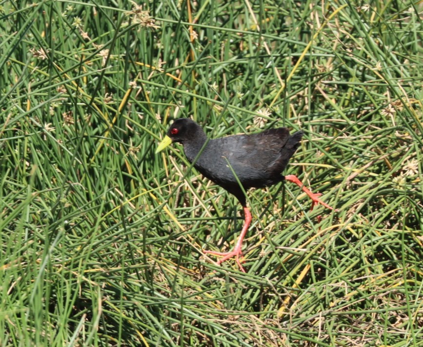 Black Crake - ML625266240