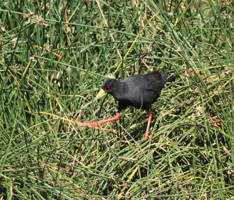 Black Crake - ML625266241