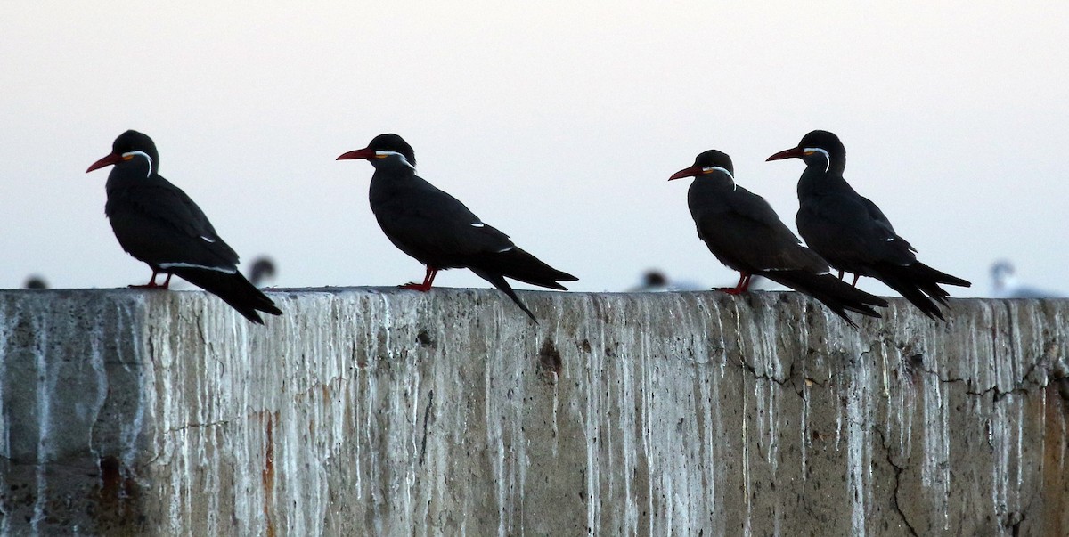 Inca Tern - ML625266251