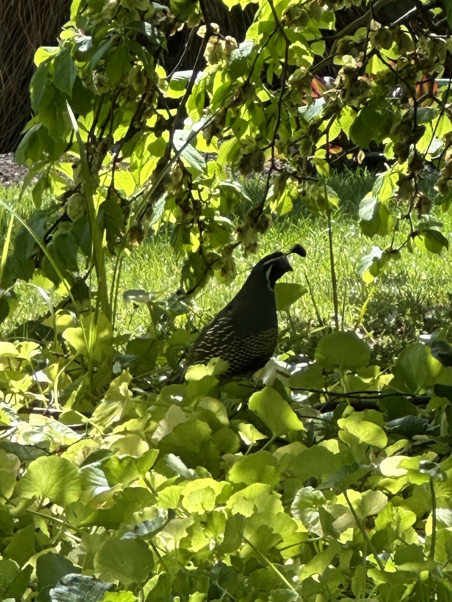 křepel kalifornský - ML625266285