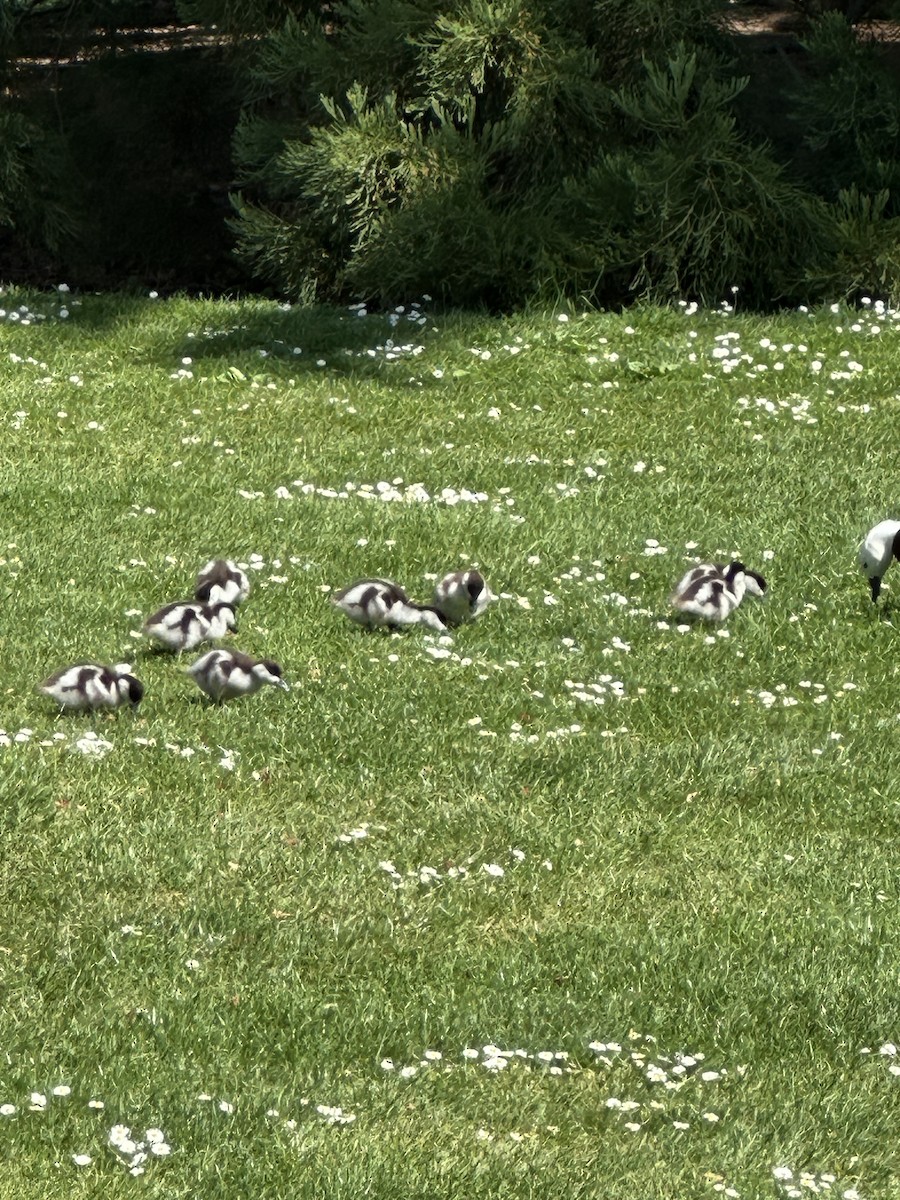 husice rajská - ML625266315