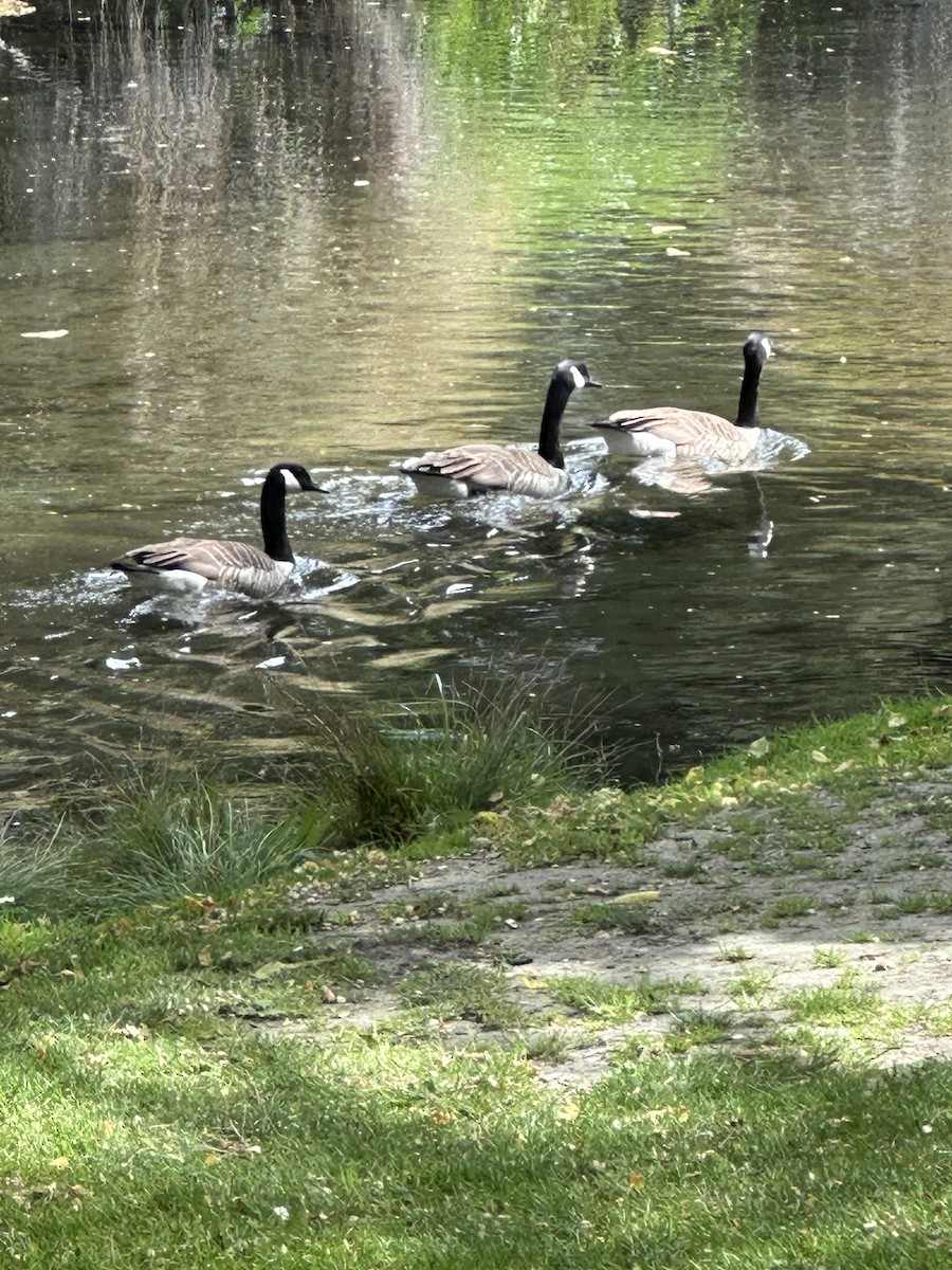 berneška velká - ML625266320