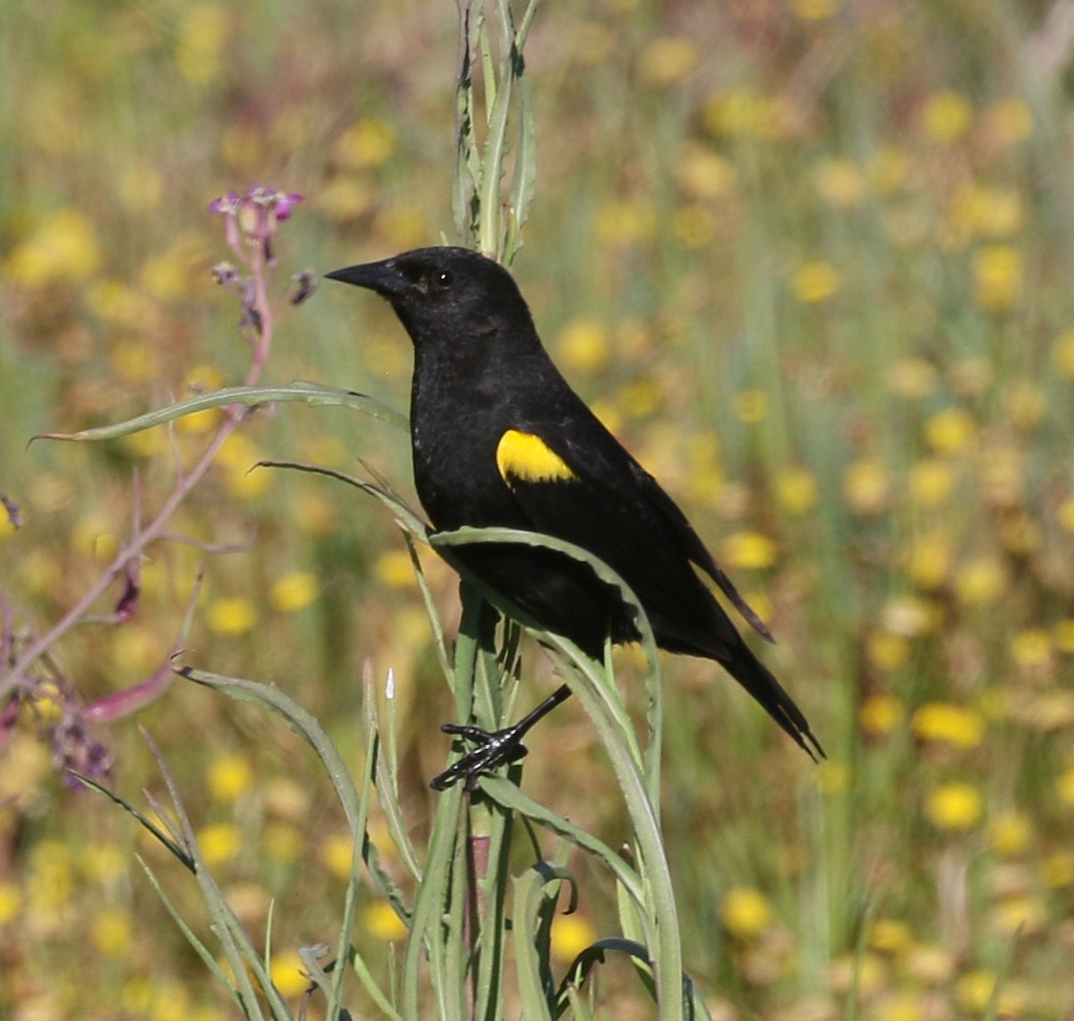 Yellow-winged Blackbird - ML625266334