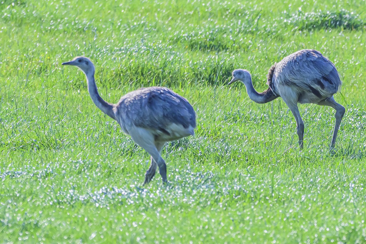 Greater Rhea - ML625266387