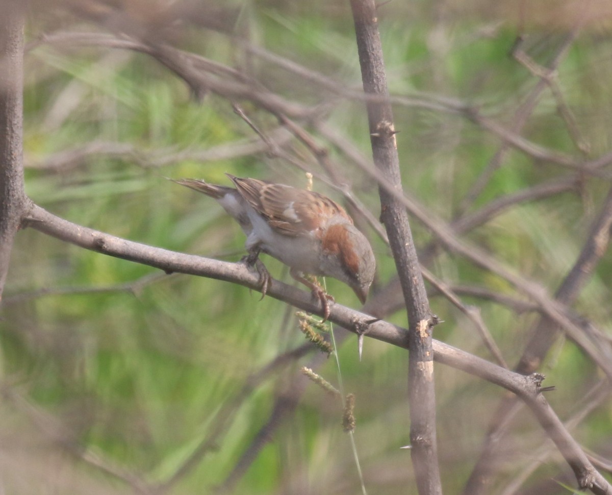 Sind Sparrow - ML625266424