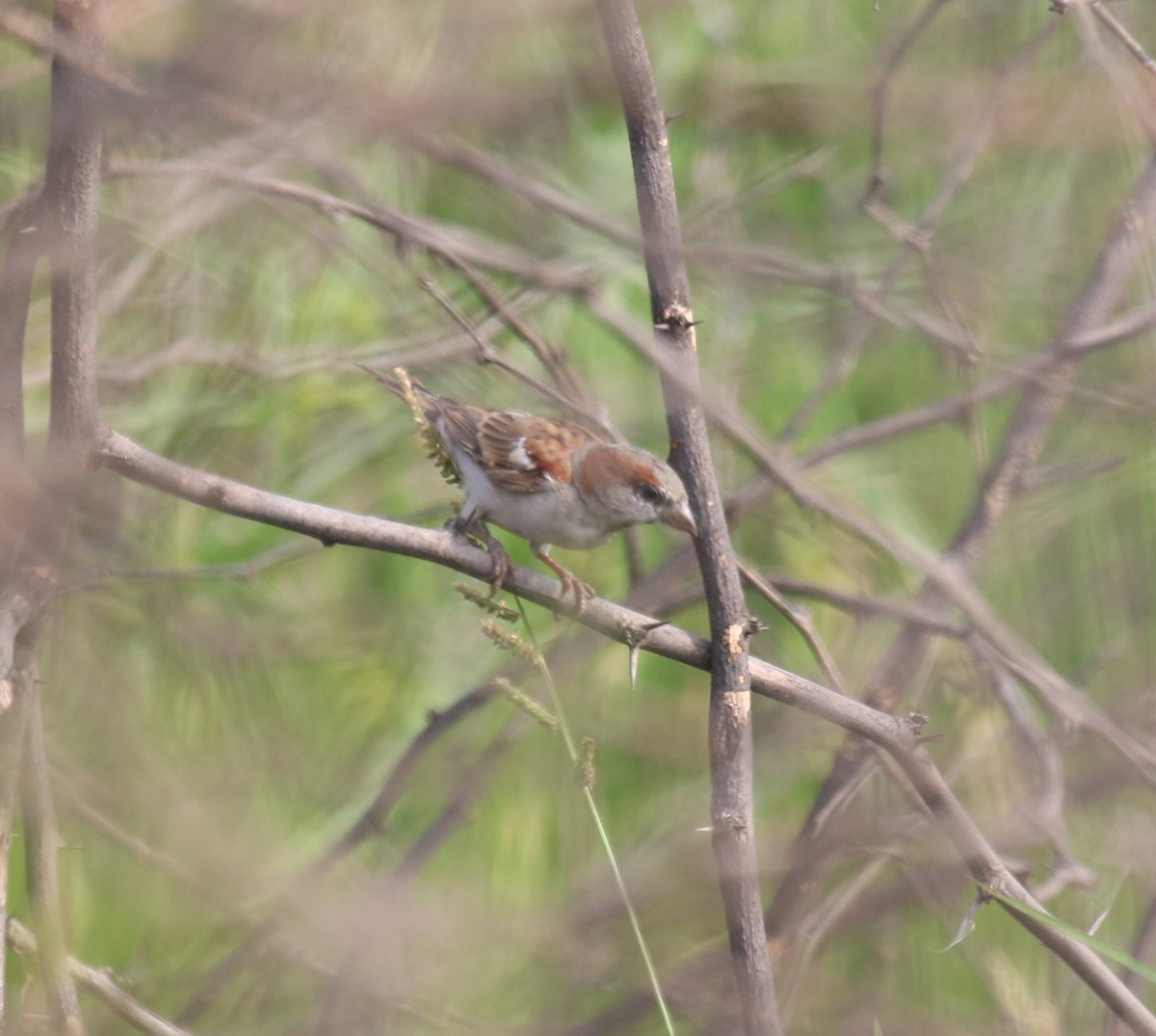 Sind Sparrow - ML625266425