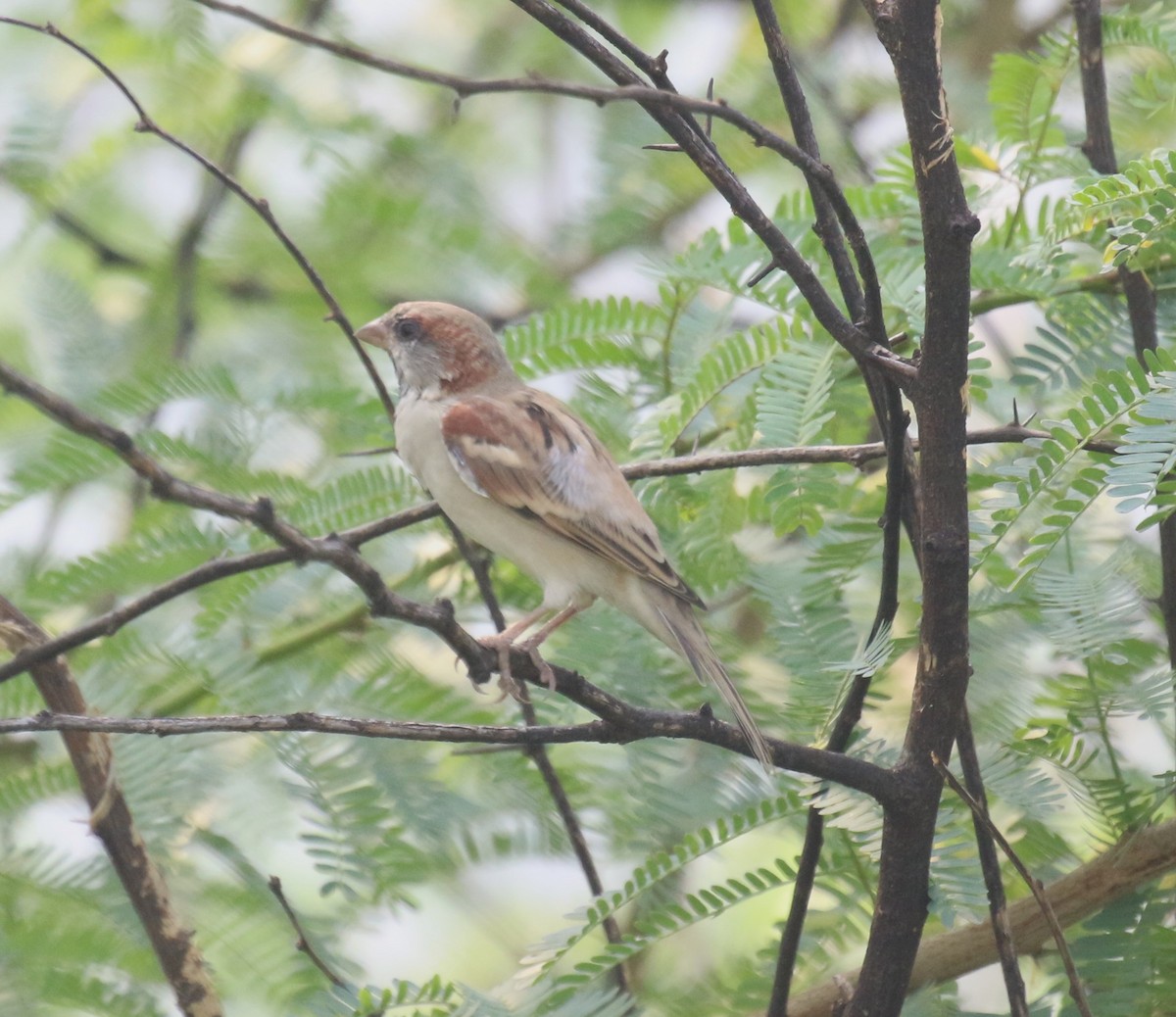 Sind Sparrow - ML625266426