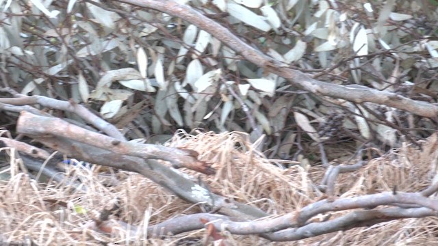 Splendid Fairywren - ML625266496