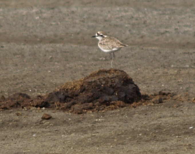 Kittlitz's Plover - ML625266632