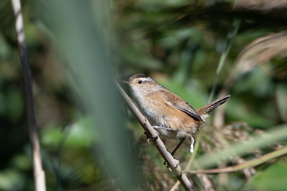 Marsh Wren - ML625266685