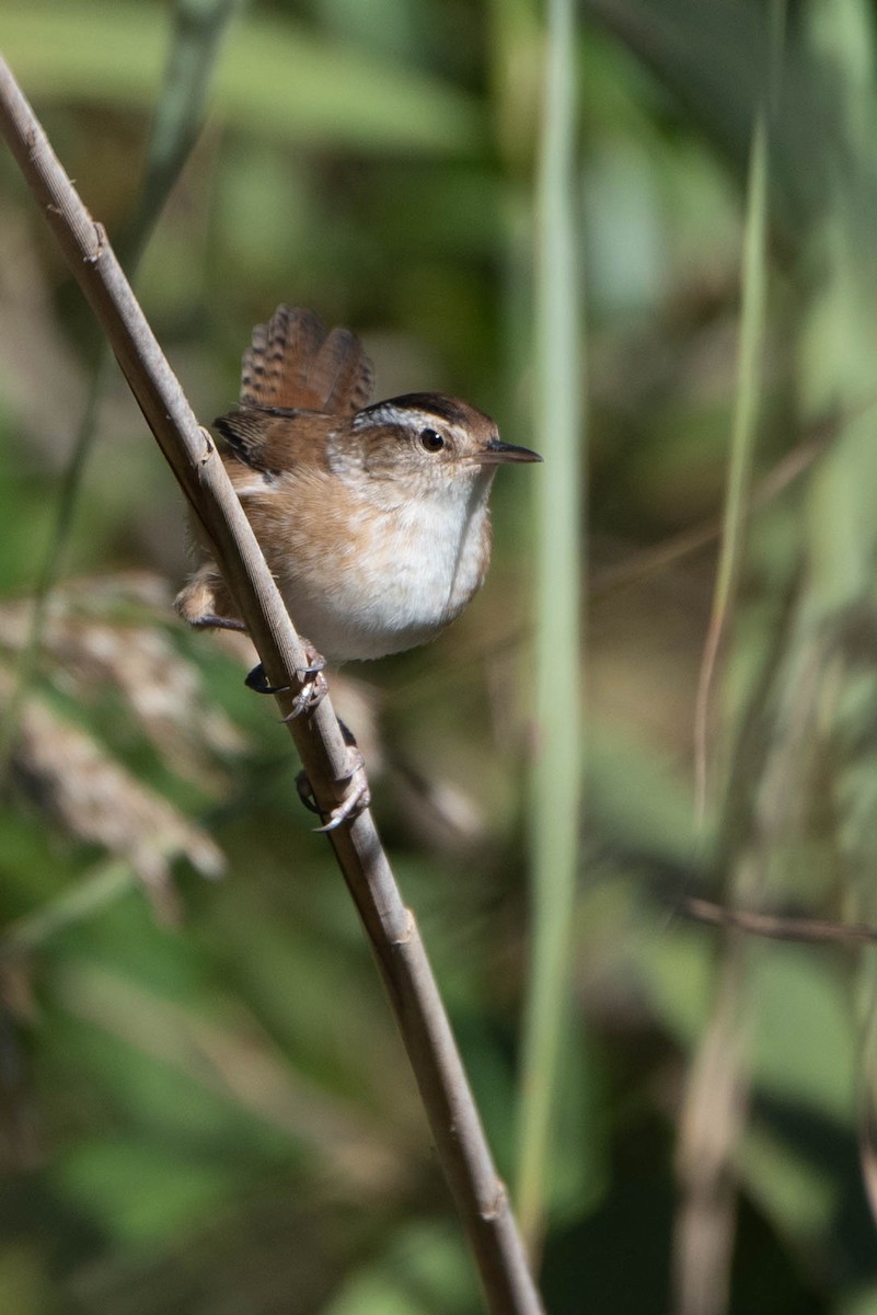 Marsh Wren - ML625266686