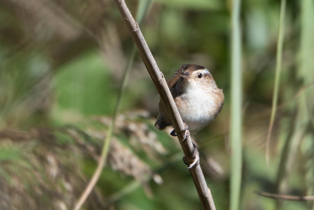 Marsh Wren - Andrea Heine