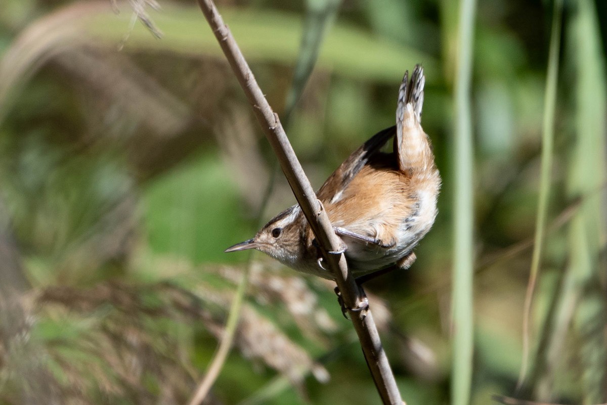 Marsh Wren - ML625266781