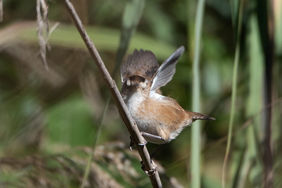 Marsh Wren - ML625266783