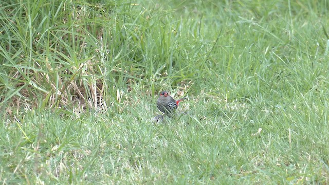 Red-eared Firetail - ML625266836