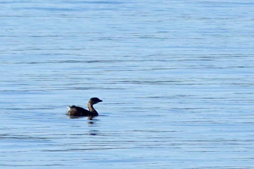 Pied-billed Grebe - ML625266885