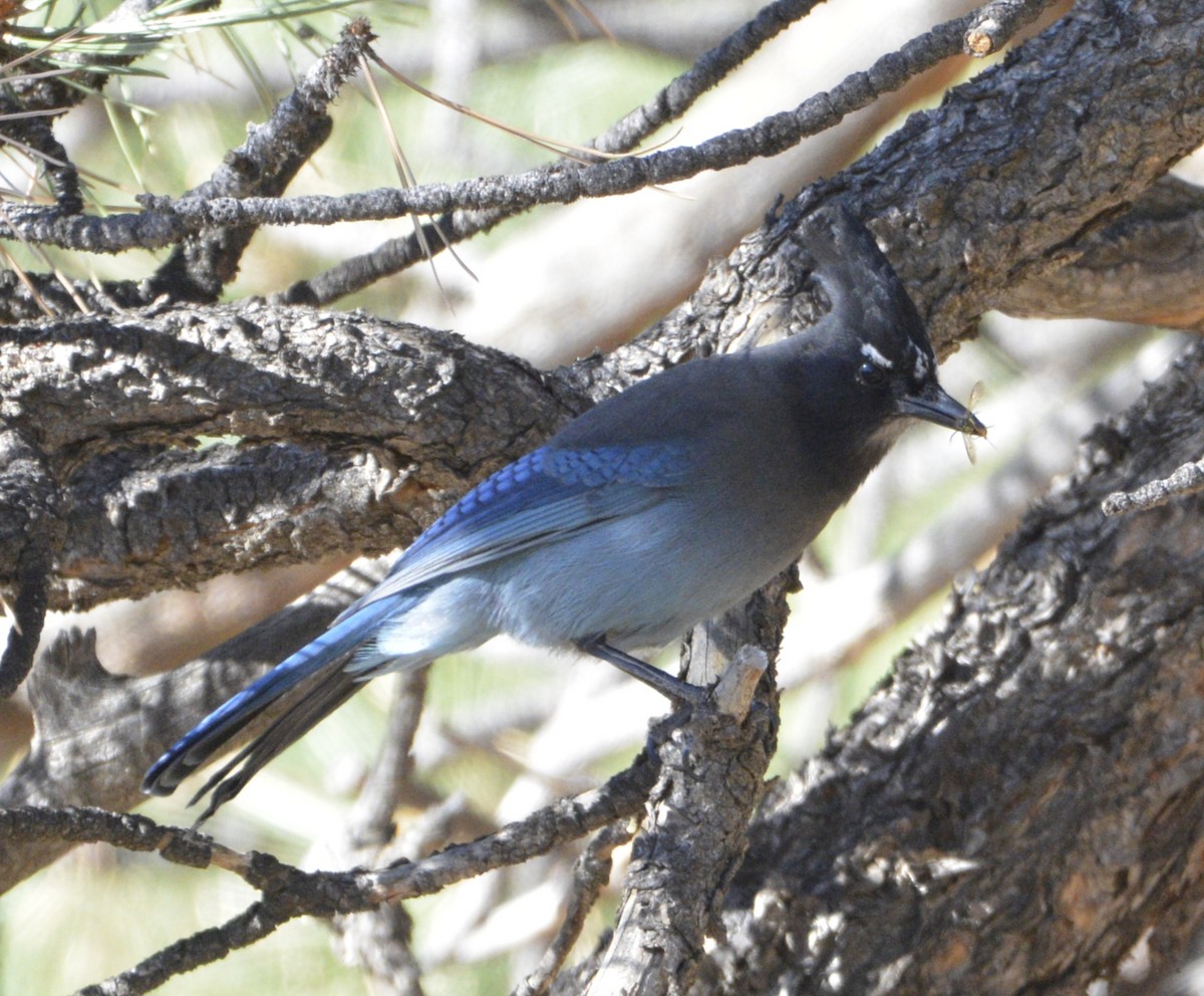 Steller's Jay - Joseph Rojas