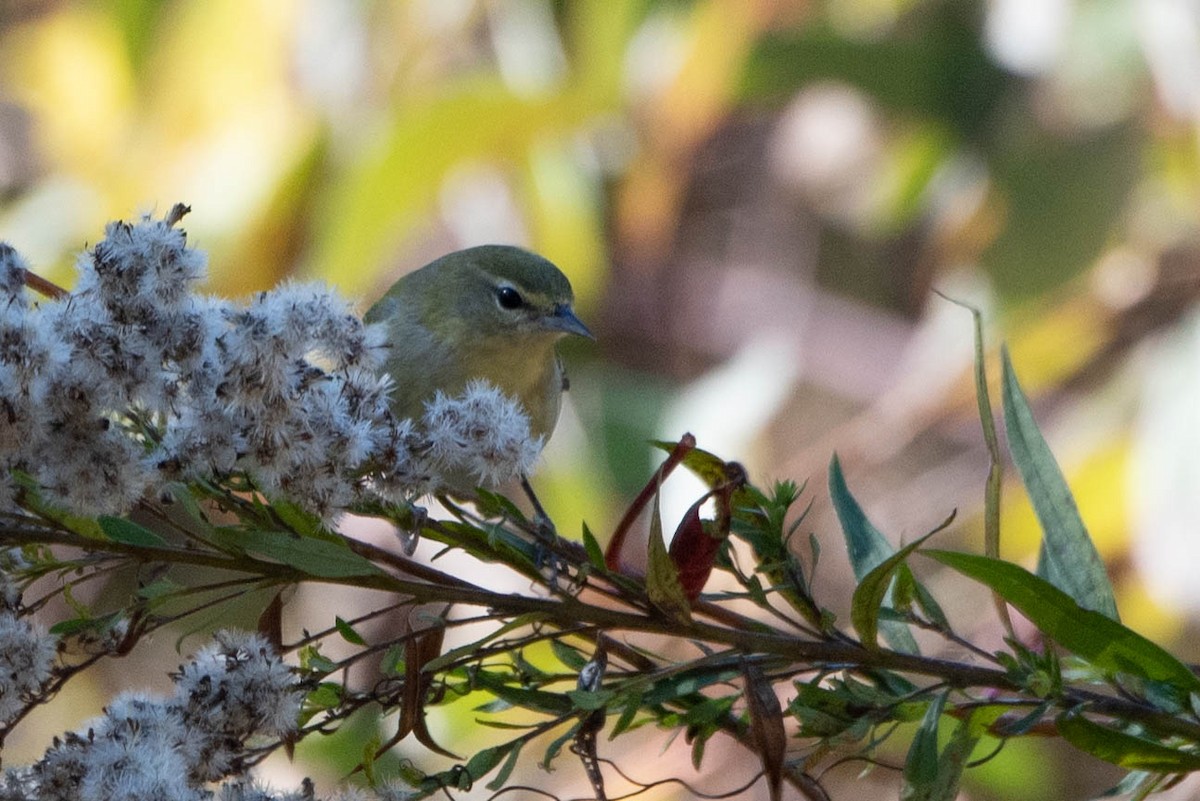 Orange-crowned Warbler - ML625266943