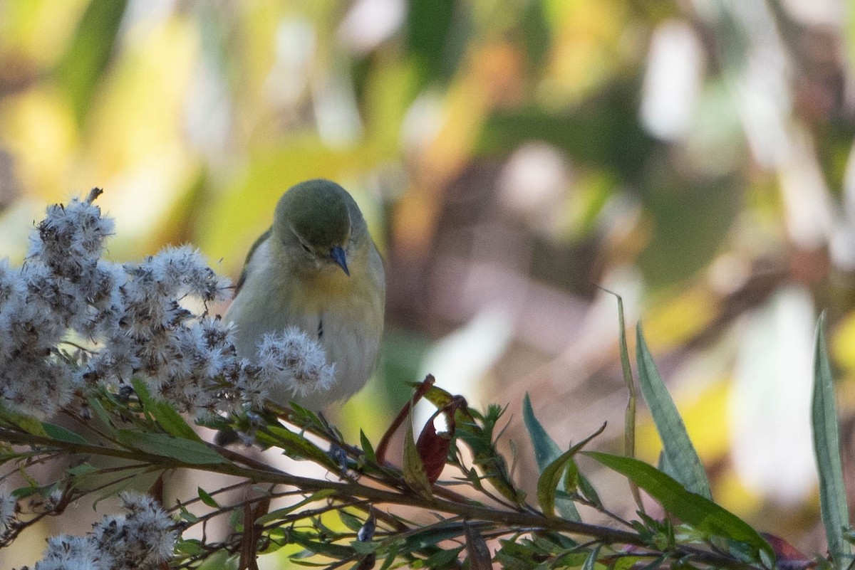 Orange-crowned Warbler - Andrea Heine