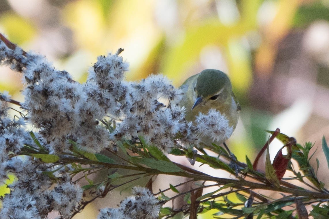 Orange-crowned Warbler - ML625266945