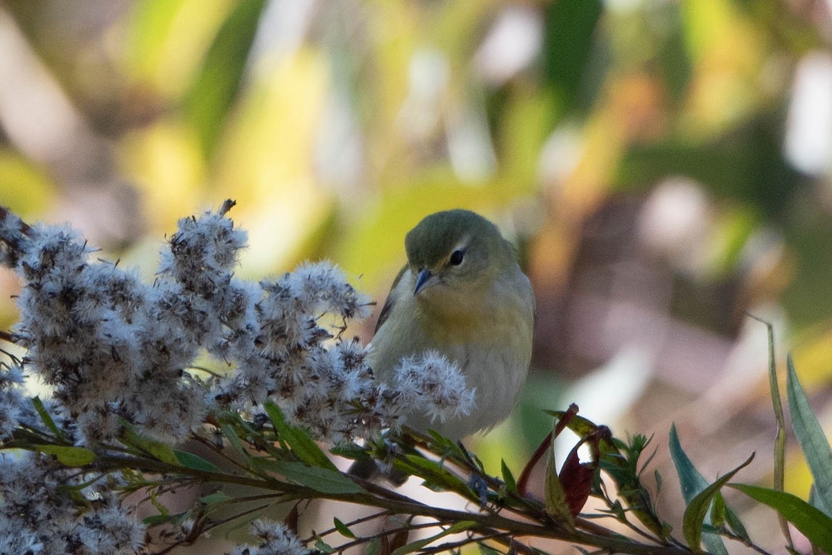 Orange-crowned Warbler - ML625266946