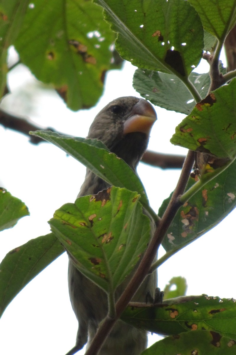 Medium Ground-Finch - ML625267009