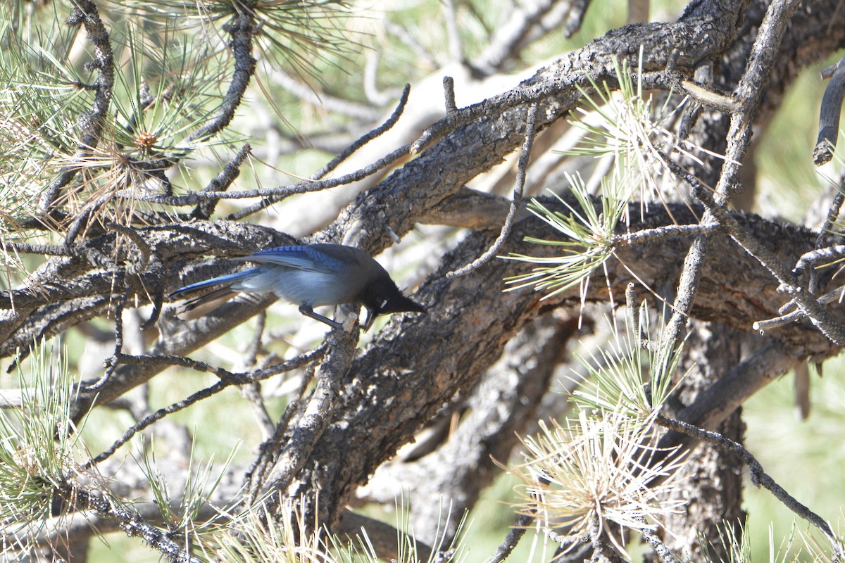 Steller's Jay - ML625267032