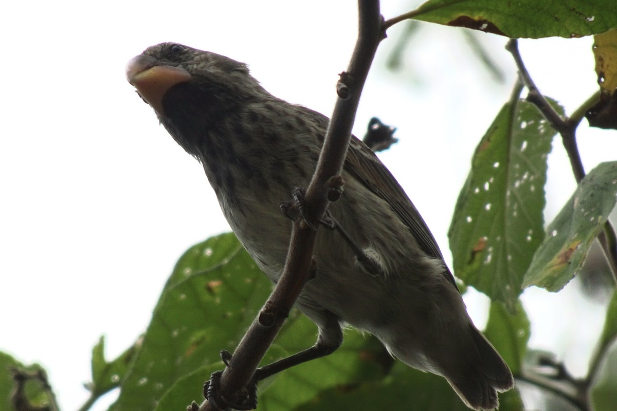 Medium Ground-Finch - ML625267065