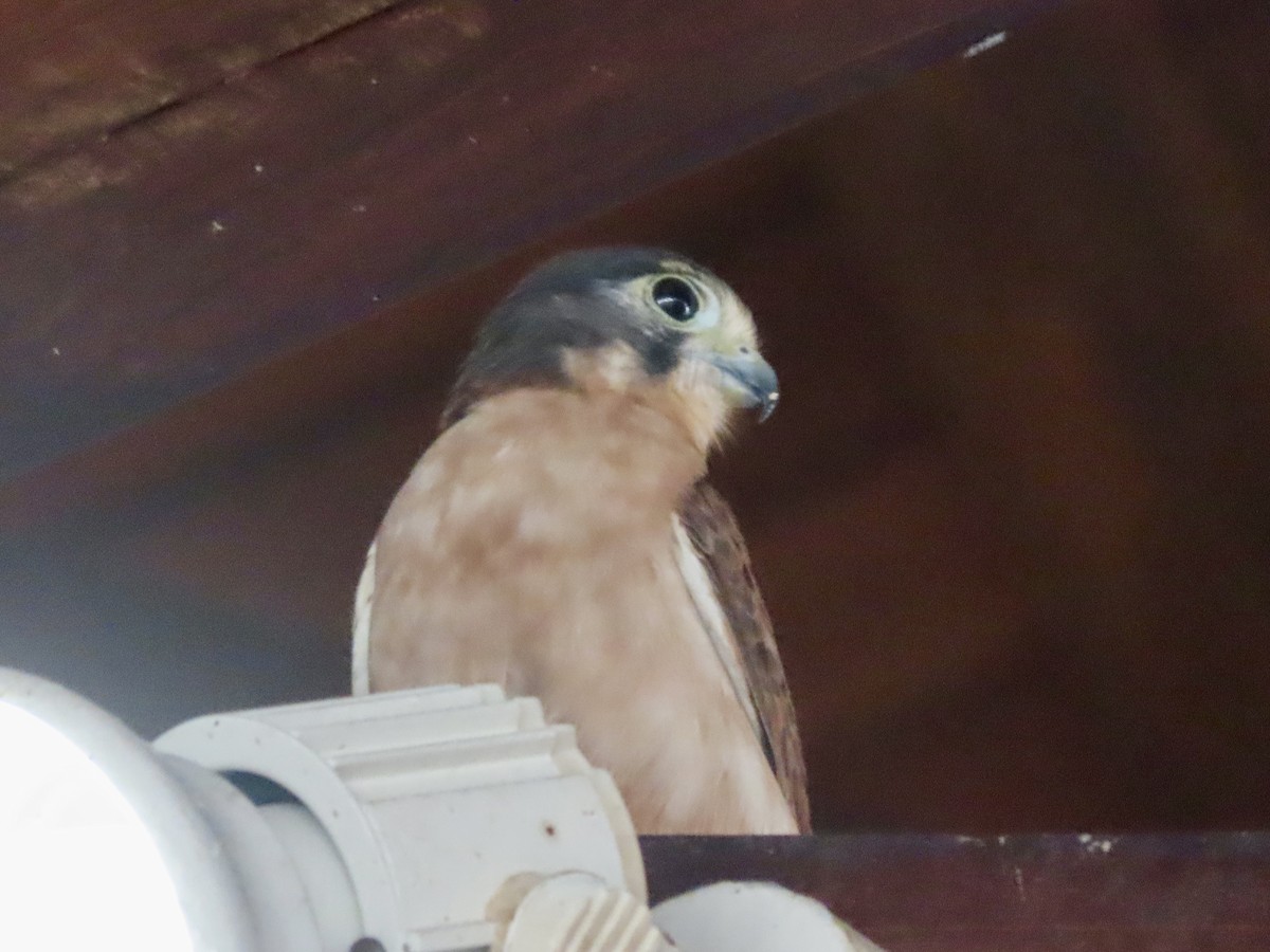 Seychelles Kestrel - ML625267111
