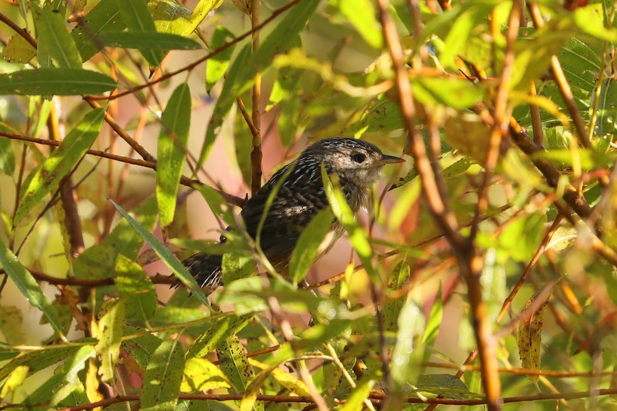 Sedge Wren - Joshua Gant