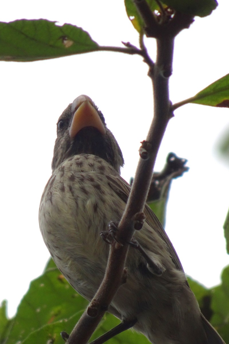 Medium Ground-Finch - ML625267311