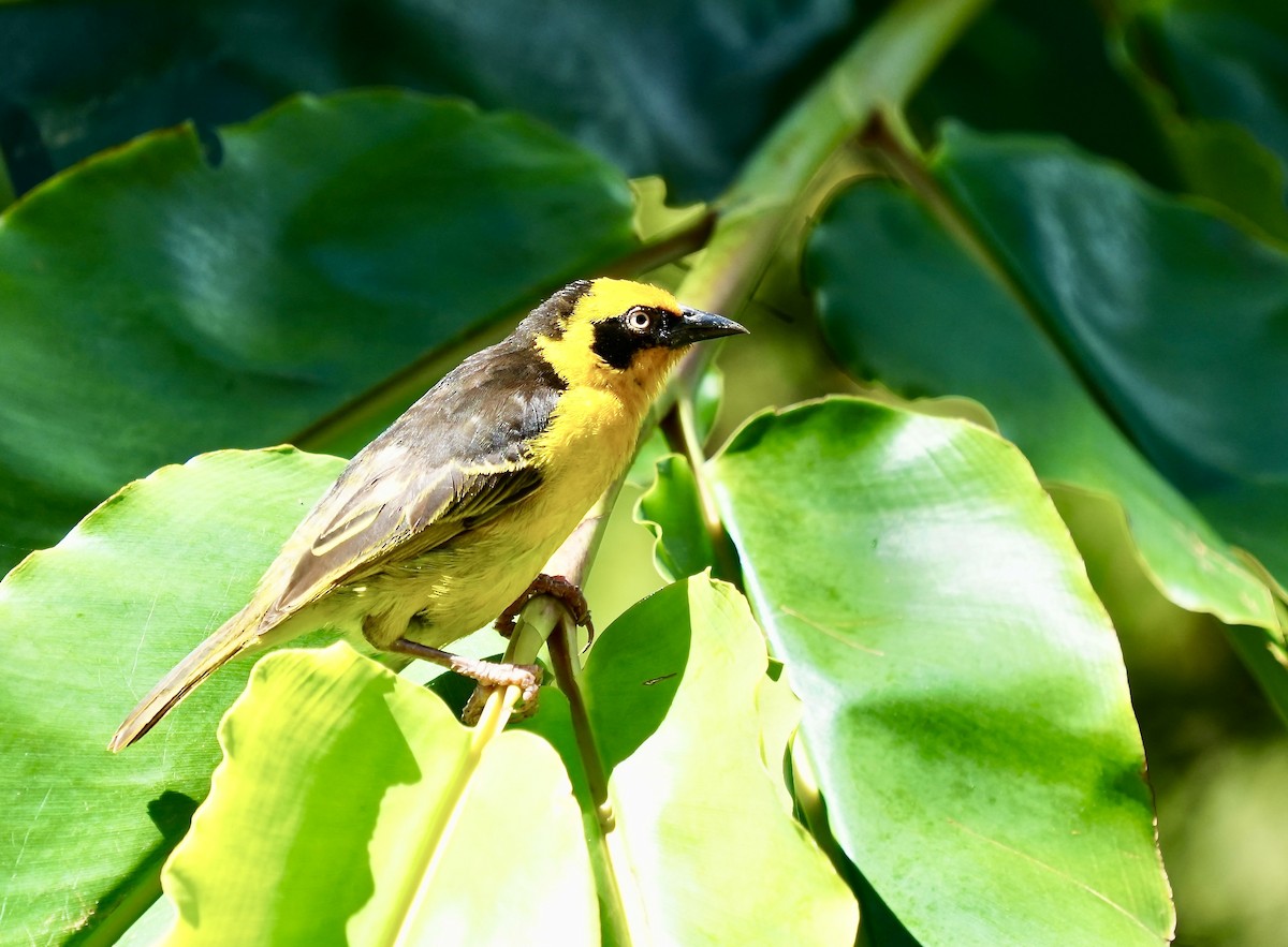 Baglafecht Weaver (Reichenow's) - ML625267327