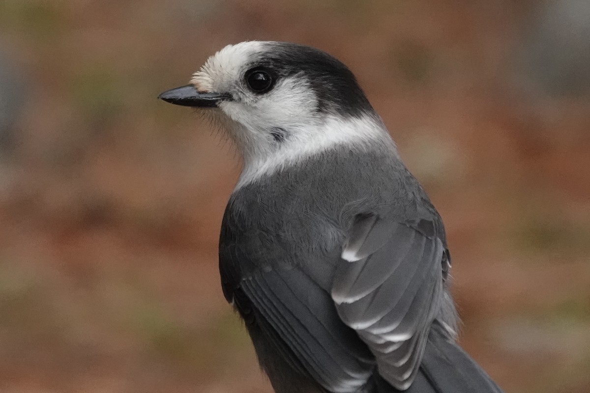 Canada Jay - ML625267333