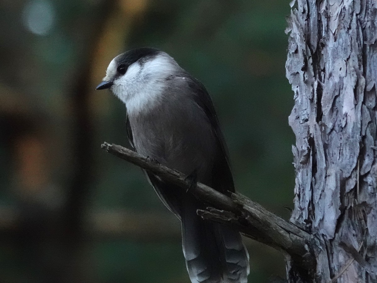 Canada Jay - ML625267349