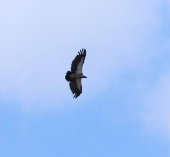 White-backed Vulture - Susan  Downey