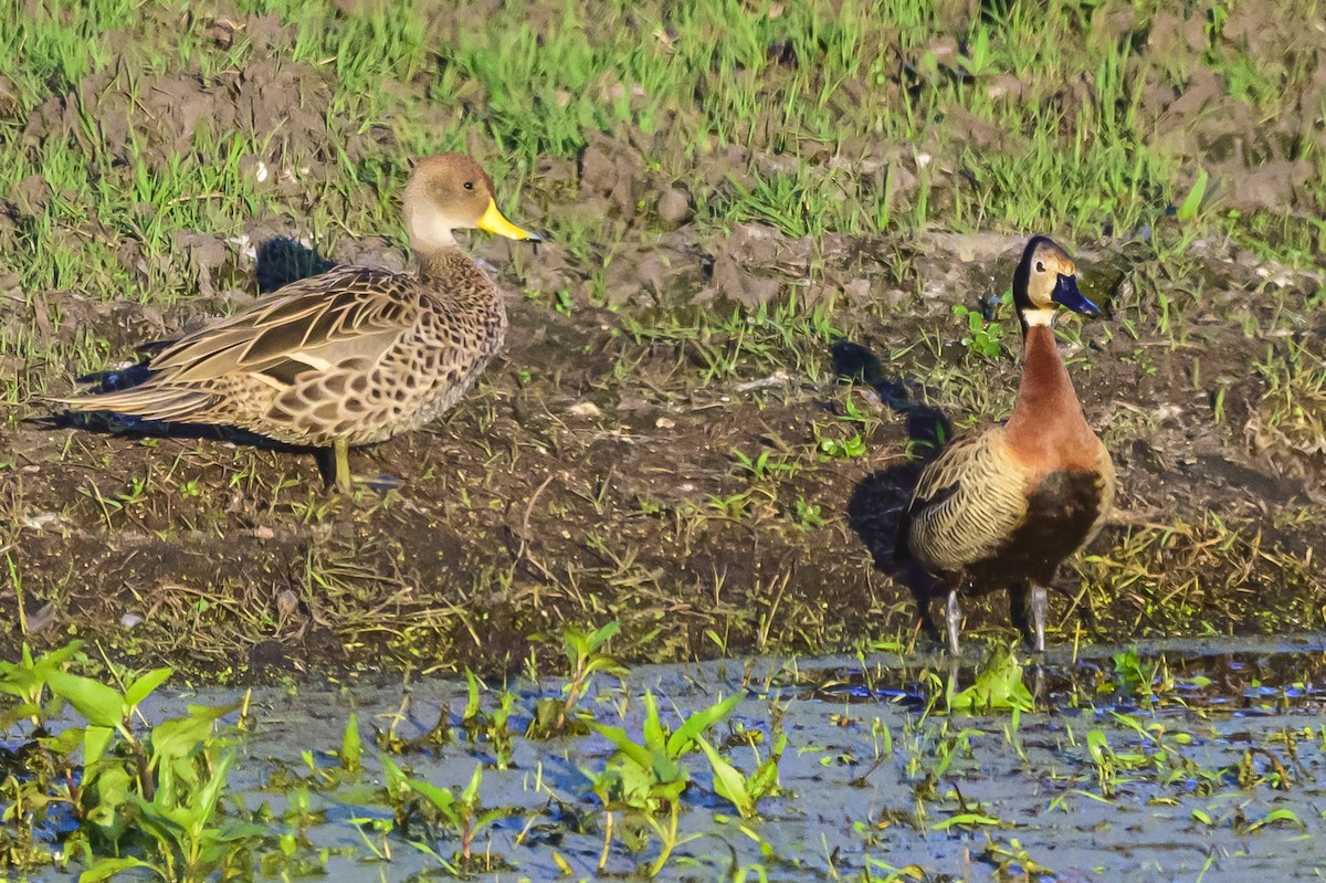 Yellow-billed Pintail - ML625267434