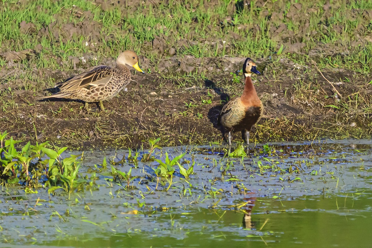 Yellow-billed Pintail - ML625267440