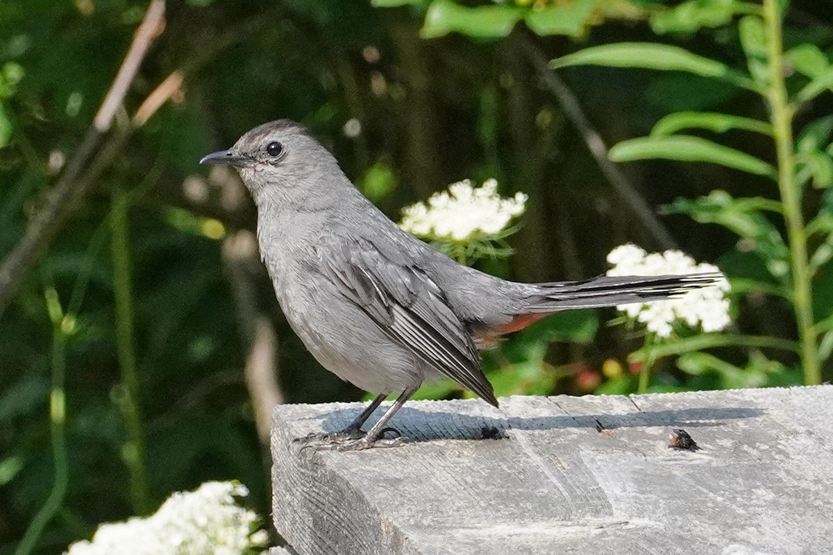 Gray Catbird - Keith Wickens