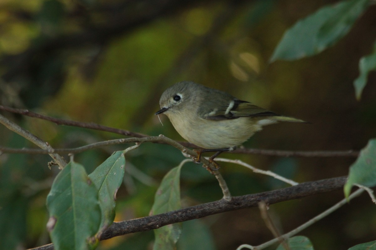 Ruby-crowned Kinglet - ML625267579