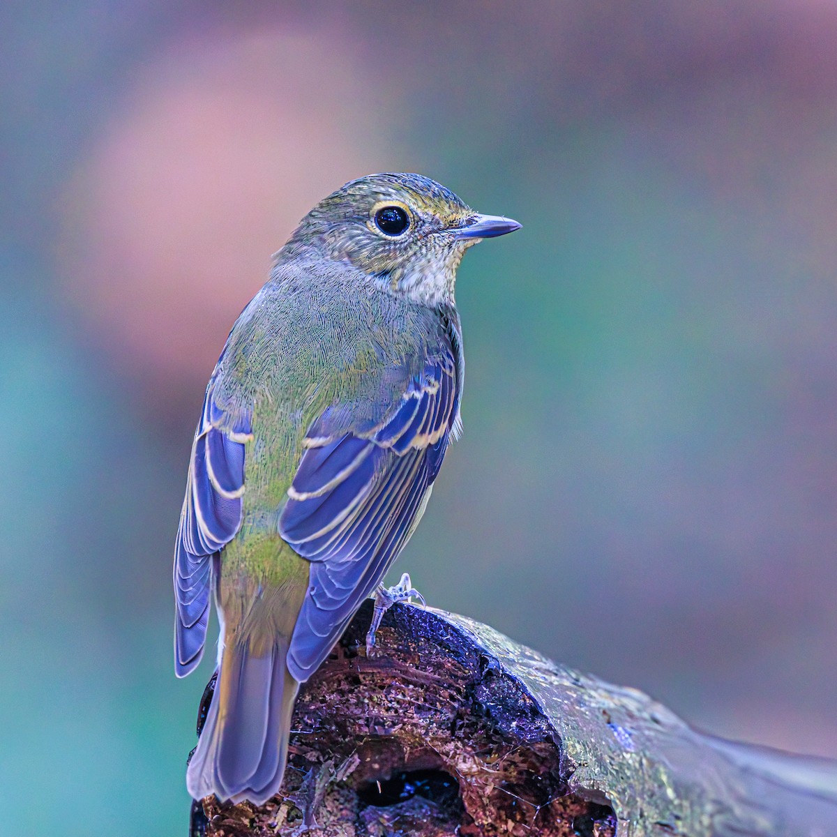 Narcissus Flycatcher - ML625267599