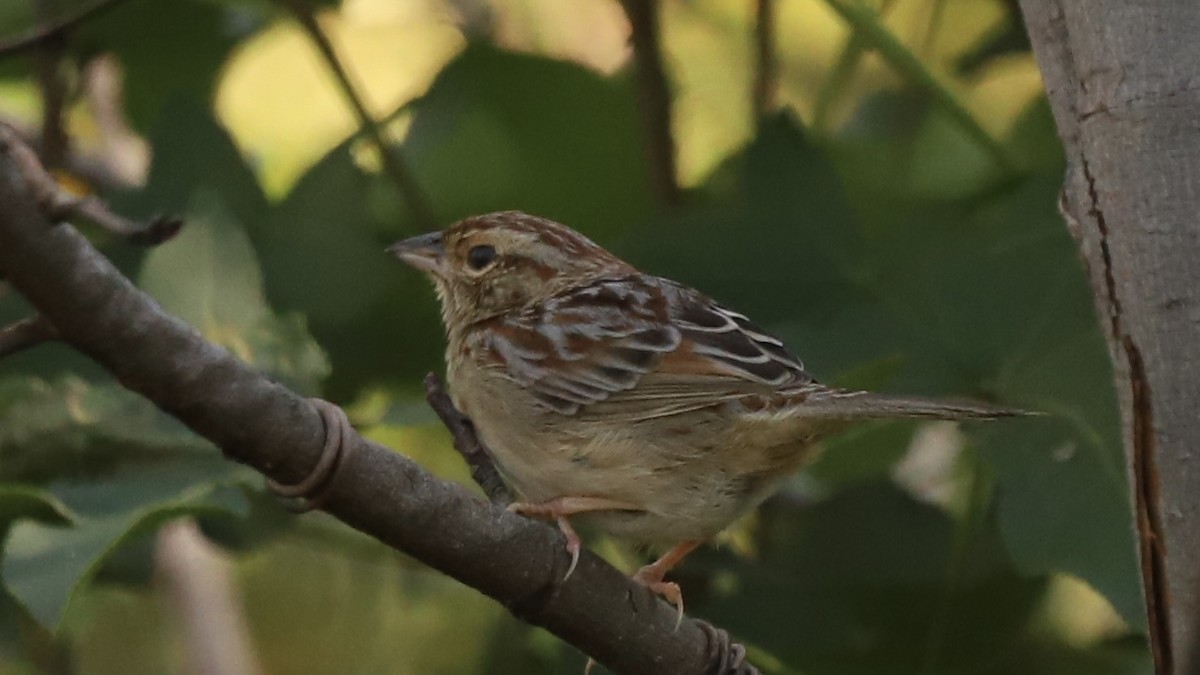 Bachman's Sparrow - ML625267662