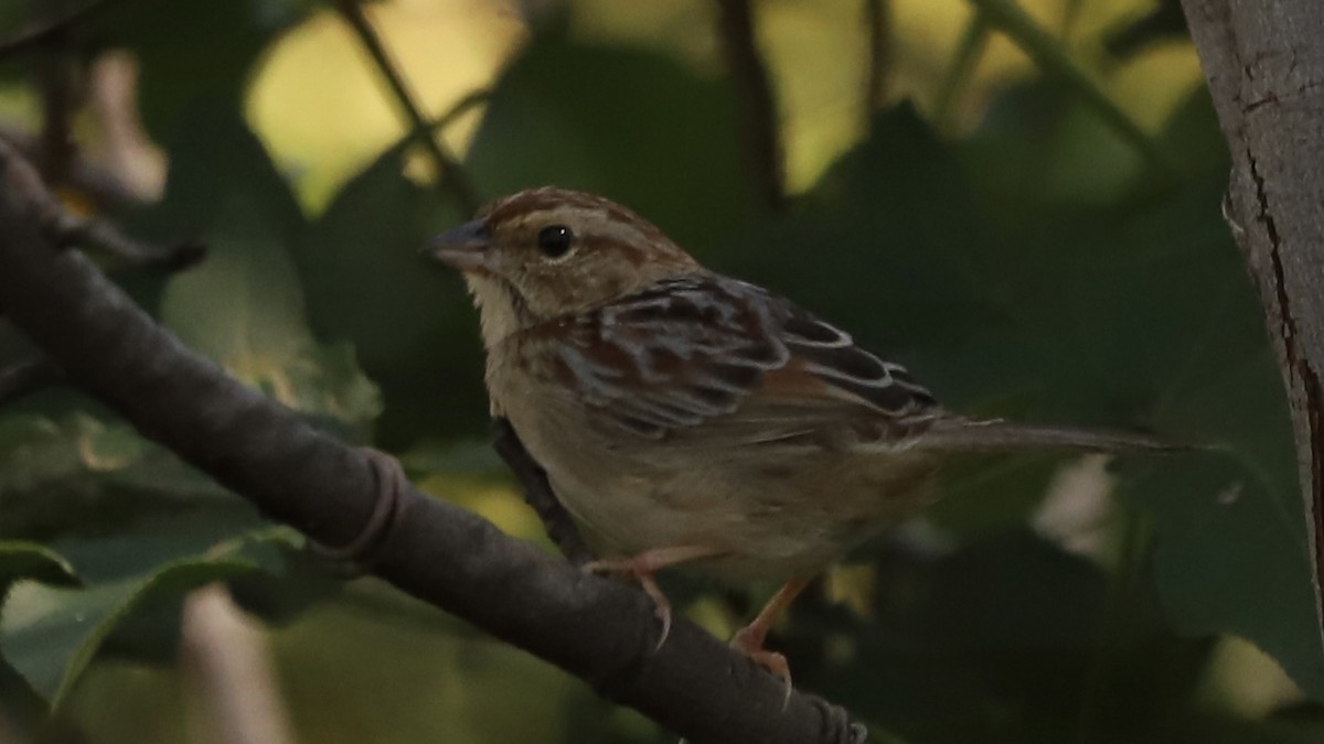Bachman's Sparrow - ML625267663