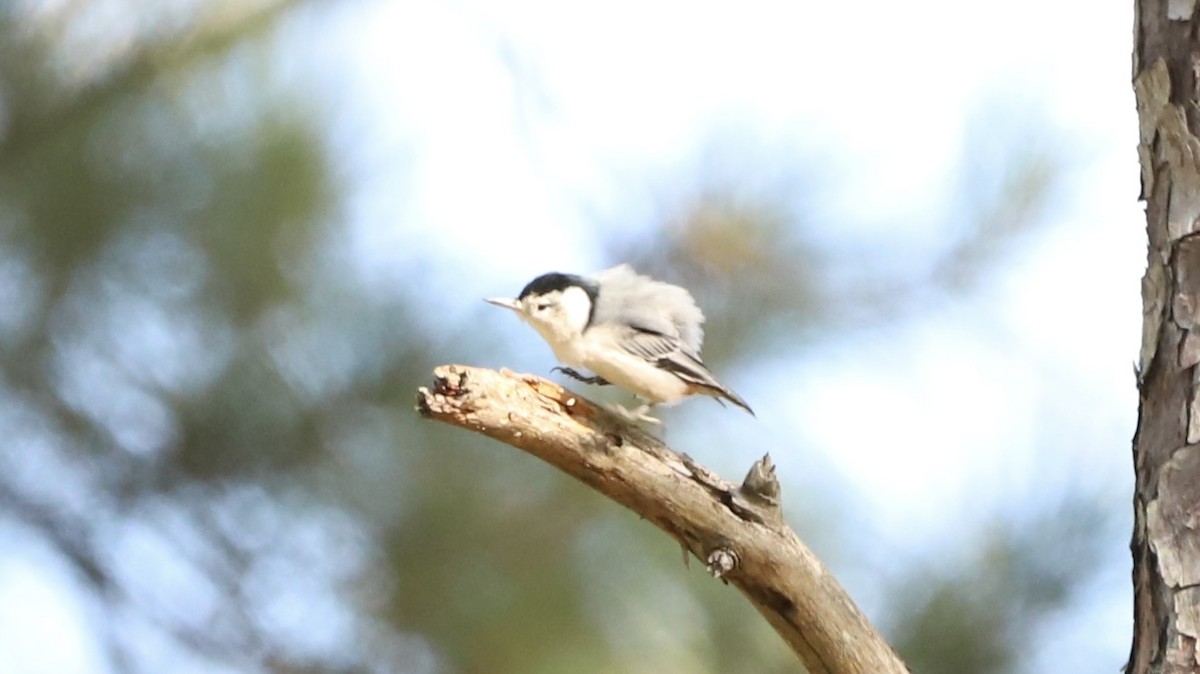 White-breasted Nuthatch - ML625267677